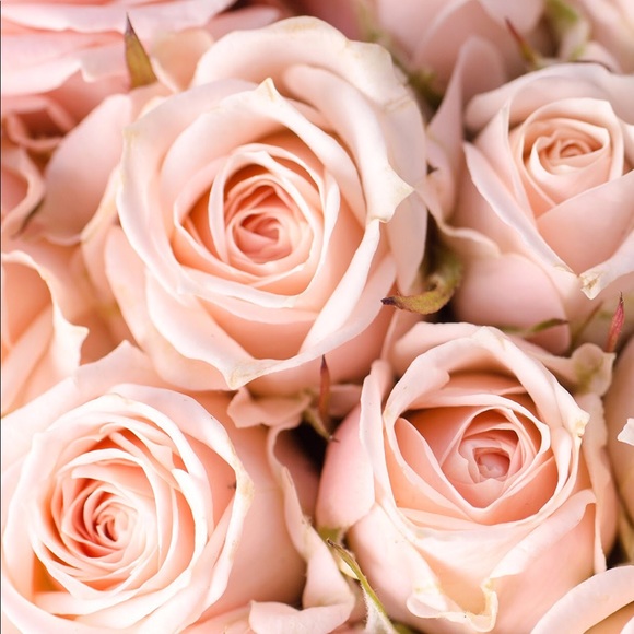 Meet your Posher, Randi - Picture 1 of 1